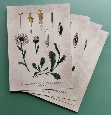 Oxeye Daisy